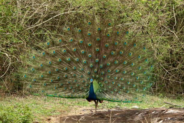 танцы павлина, pavo cristatus, национальный парк бандипур, карнатака, индия - close up peacock animal head bird стоковые фото и изображения