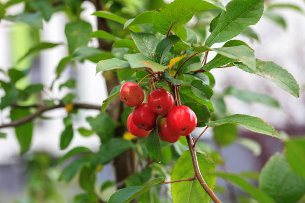istock Plumleaf crab apple tree. Malus prunifolia or Chinese crabapple 1181605065