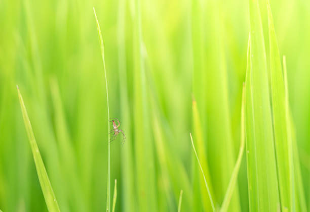 вид на паука крупным планом на травинке - long leaf grass blade of grass стоковые фото и изображения