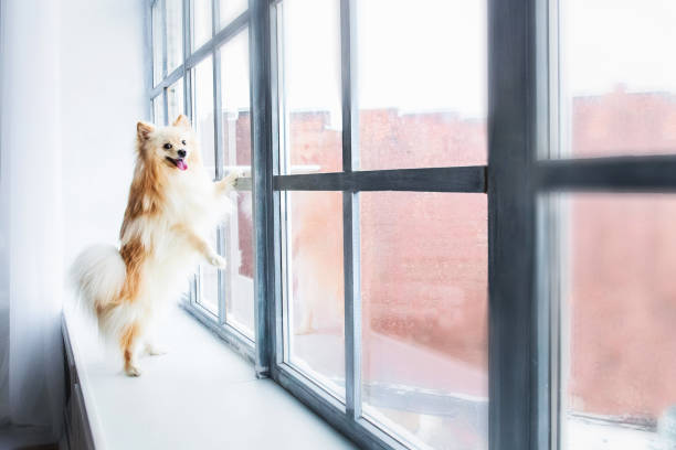 Cute Spits dog in decorated interior studio
