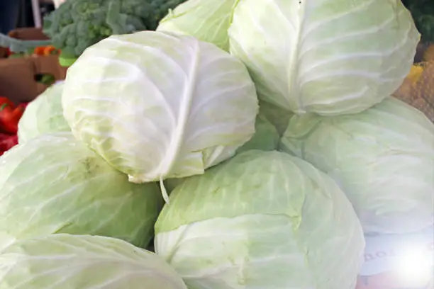 Fresh cabbage with green leaves. Vegetables background pattern. Organic food. Healthy eating. Kale. Cabbages.
