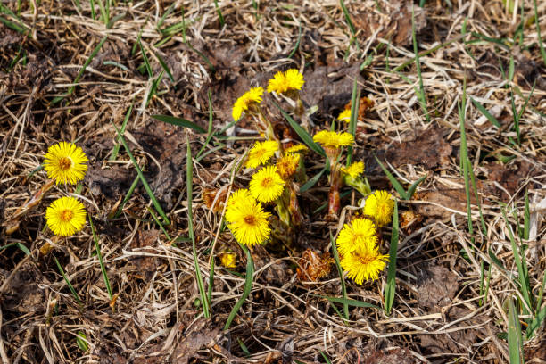 istock Coltsfoot flower (Tussilago farfara) on meadow 1181607937