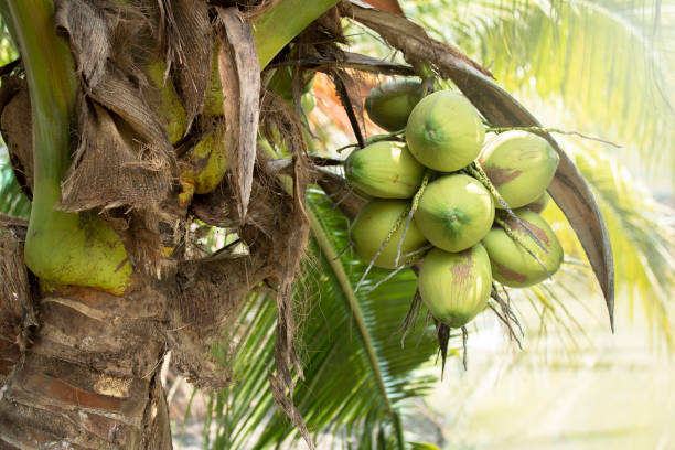 istock coconut fruits hanging on coconut tree 1181609005