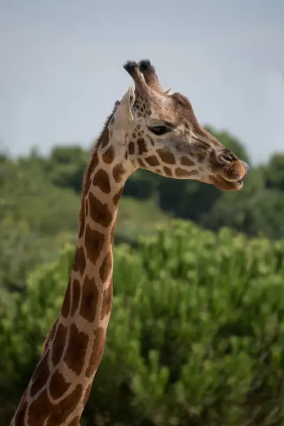 Photo of Portrait of an adult giraffe in captivity