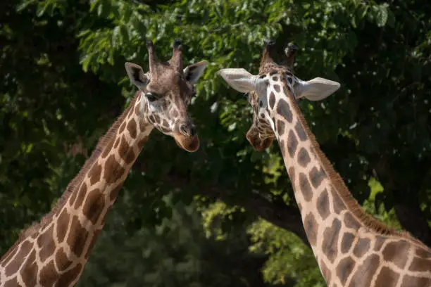 Photo of Portrait of an adult giraffe in captivity