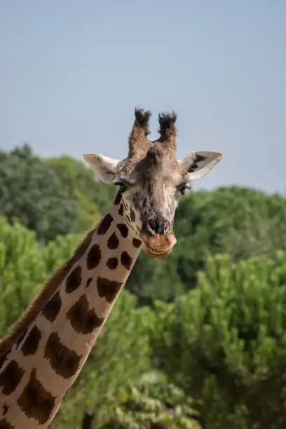 Photo of Portrait of an adult giraffe in captivity