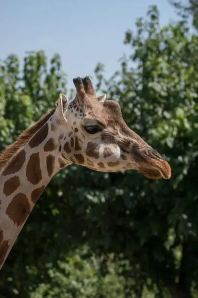 Photo of Portrait of an adult giraffe in captivity