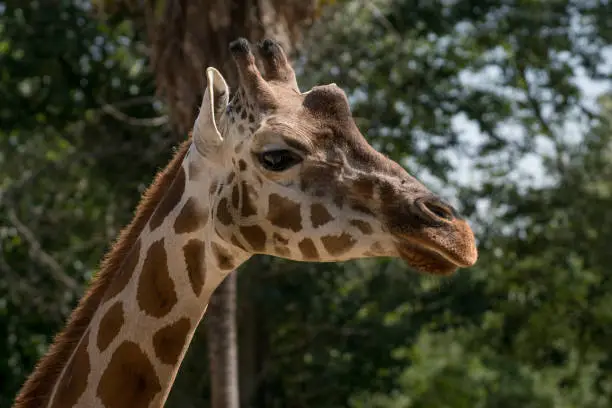 Photo of Portrait of an adult giraffe in captivity