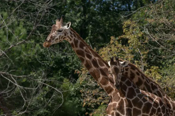 Photo of Portrait of an adult giraffe in captivity