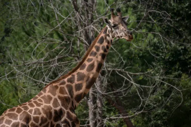 Photo of Portrait of an adult giraffe in captivity