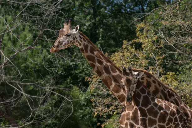 Photo of Portrait of an adult giraffe in captivity