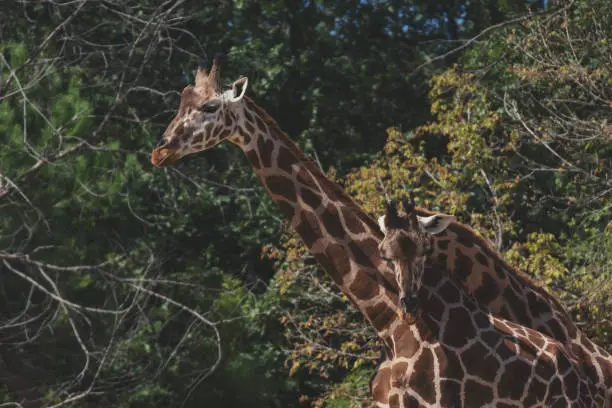 Photo of Portrait of an adult giraffe in captivity