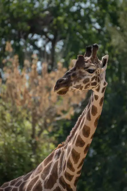 Photo of Portrait of an adult giraffe in captivity