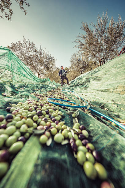 оливковый урожай - 4595 стоковые фото и изображения