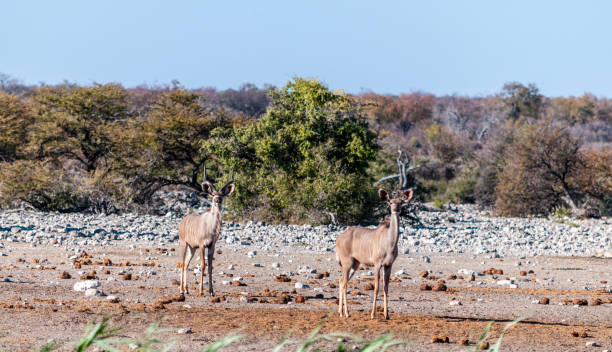 istock Kudus in Etosha National Park 1181612788