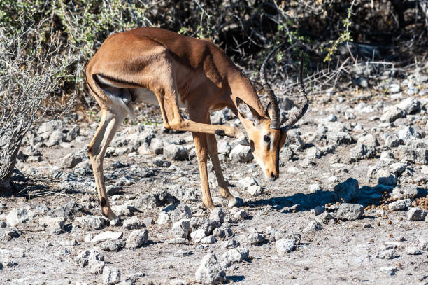 istock Impalas in Etosha National Park 1181612873