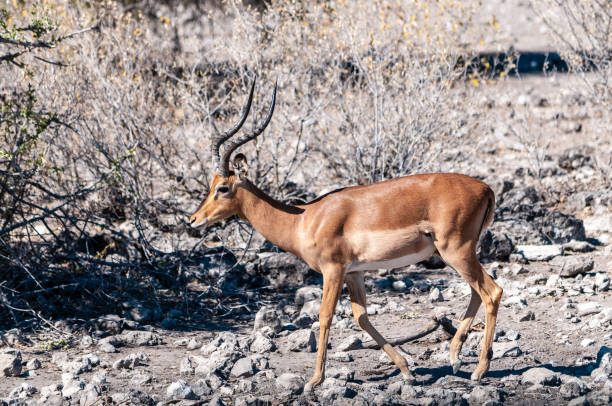 istock Impalas in Etosha National Park 1181612879