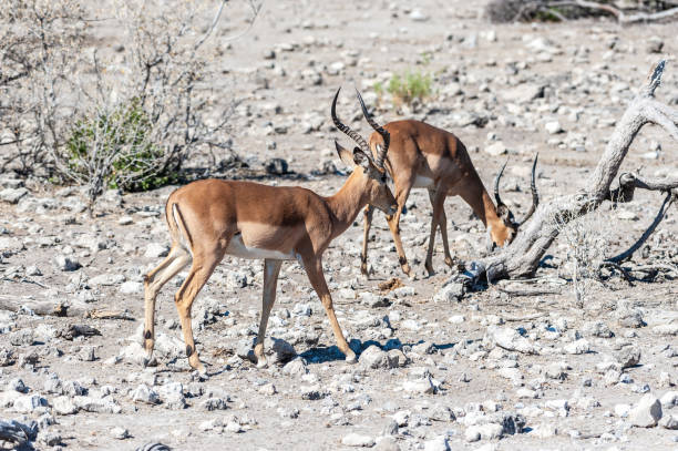 istock Impalas in Etosha National Park 1181612936