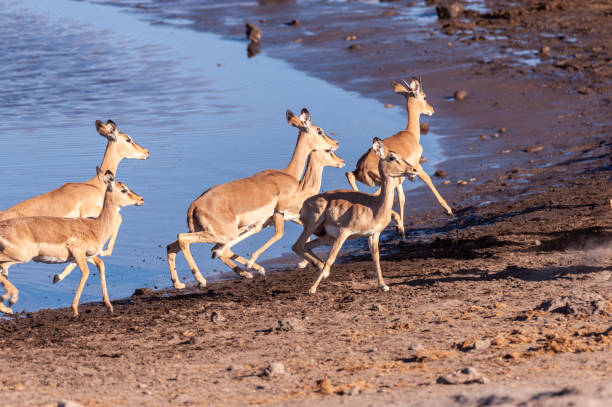istock Restless Impalas near a waterhole 1181613122