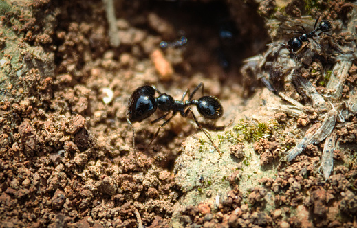 Big-headed soldier ant at the mouth of an ant's nest
