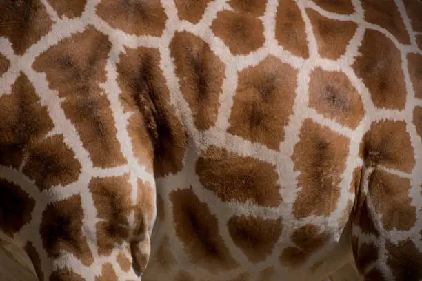 Photo of Detail of the pattern of the giraffe skin