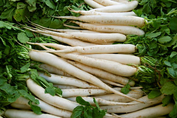 Radish arranged for sale at Market Yard, Pune, Maharashtra, India. A radish is the root of a plant related closely to mustard, another surprisingly healthful plant. It's generally used as a garnish or salad ingredient because of its mild-to-peppery flav radish organizó la venta en market yard, pune, maharashtra, india. un rábano es la raíz de una planta relacionada estrechamente con la mostaza, otra planta sorprendentemente saludable. generalmente se utiliza como guarnición o ingrediente de ensalada d