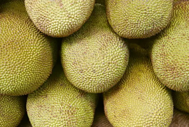 Close up of jackfruits. Common Names: Jackfruit, Jakfruit, Jaca, Nangka. Related Species: Breadfruit (Artocarpus altilis), Breadnut (A. altilis 'Seminifera'), Champedak (A. integer), Lakoocha (A. lakoocha), Marang (A. odoratissimus). Distant affinity: F
