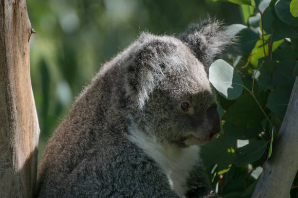 istock Close up portrait of a koala 1181620808