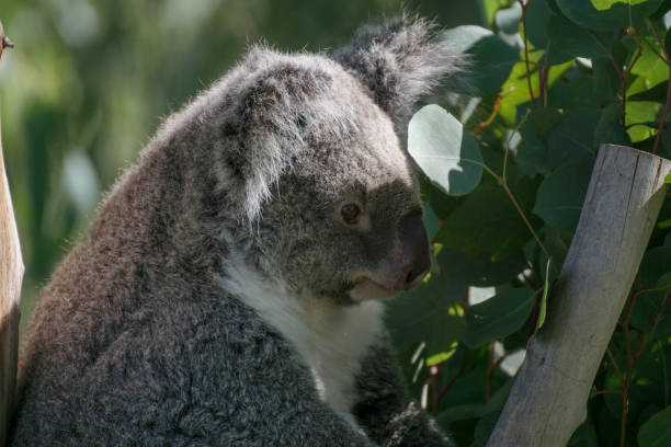 istock Close up portrait of a koala 1181620817