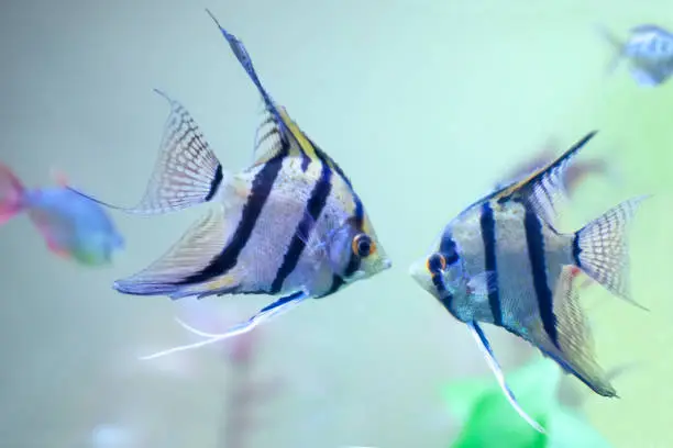 Photo of Two fresh water Angel fish - Pterophyllum scalare. Close up.