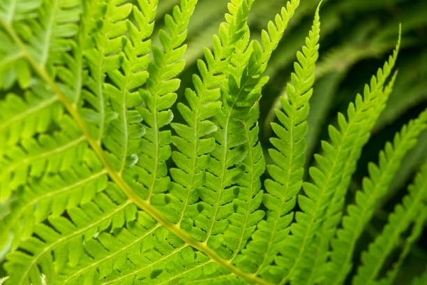 istock Fern leaves closeup 1181621814