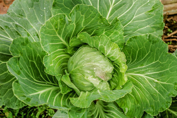 istock Luxurious swing cabbage in garden 1181622409