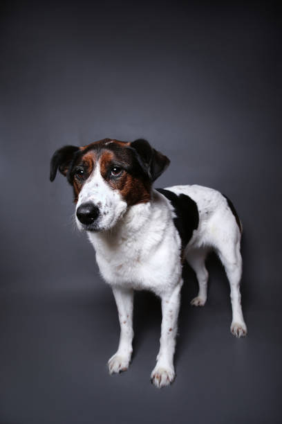 istock Cute dog on in studio on a grey background 1181622420