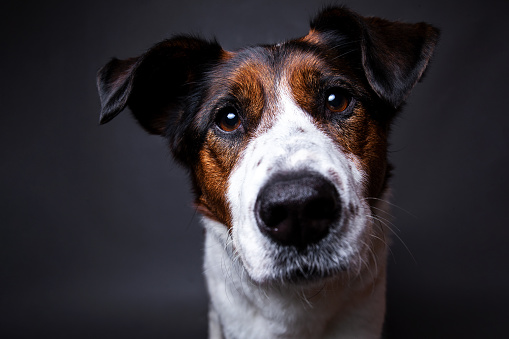 Portrait of a Cute mixed breed red and white dog on a grey background