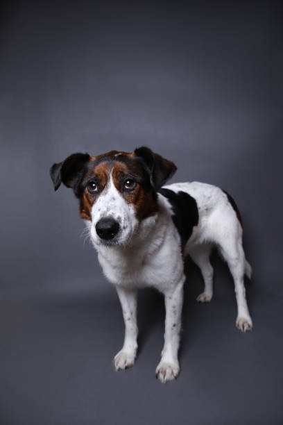 istock Cute dog on in studio on a grey background 1181622459