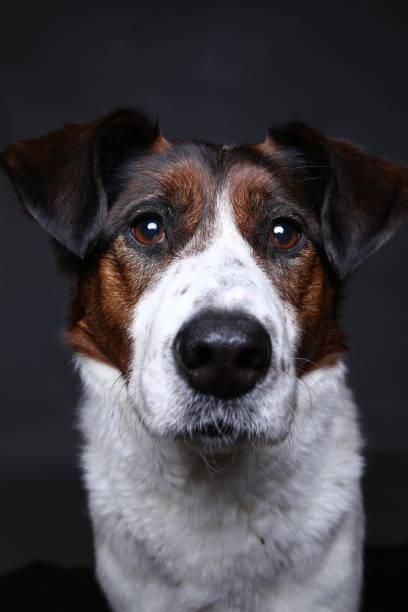 istock Cute dog on in studio on a grey background 1181622468