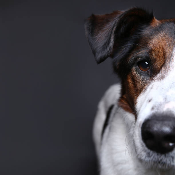 istock Cute dog on in studio on a grey background 1181622471