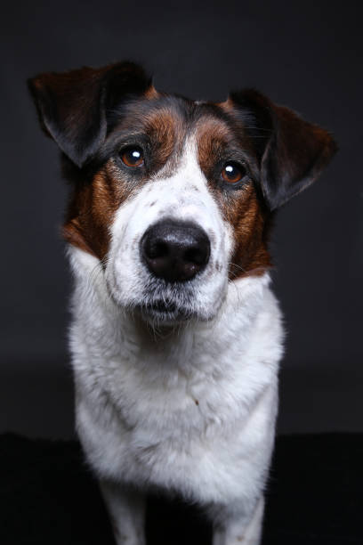istock Cute dog on in studio on a grey background 1181622481