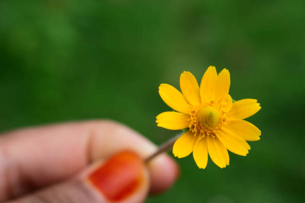 Woman presenting a yellow flower
