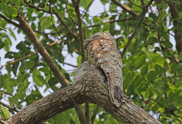 istock Great Potoo 1181623001