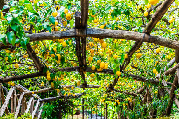 citrons poussant dans la ville italienne de sorrente. - lemon fruit citrus fruit yellow photos et images de collection