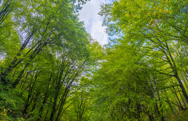 alberi in una foresta verde - mystics foto e immagini stock