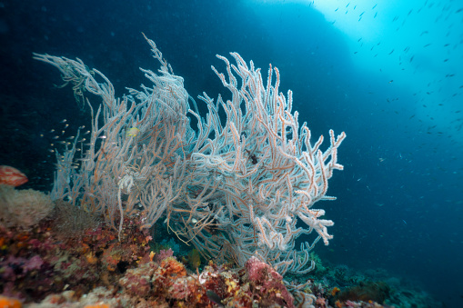 Caribbean coral reef off the coast of the island of Roatan
