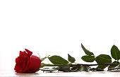 wet red rose lies on white marble isolated on white background