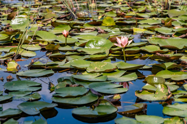 istock Lotus plant blooming in a pond 1181624659