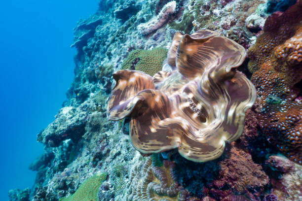 Underwater Giant Clam (Tridacna gigas) on shallow coral reef Coral reefs are the one of earths most complex ecosystems, containing over 800 species of corals and one million animal and plant species. Here we see a Giant Clam (Tridacna gigas). These clams are a rare site due to overfishing for their meat and pearls they are a ‘Vulnerable species’.  Their shells are open by day to allow sunlight to feed the algae within via photosynthesis. clam animal stock pictures, royalty-free photos & images