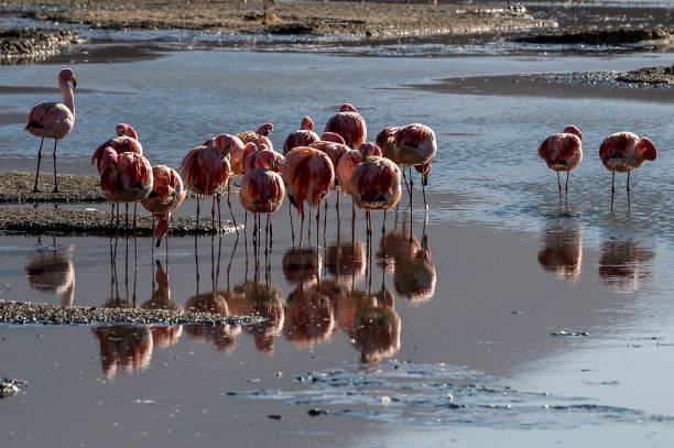 istock Flamingos and their reflexes in the water 1181625465