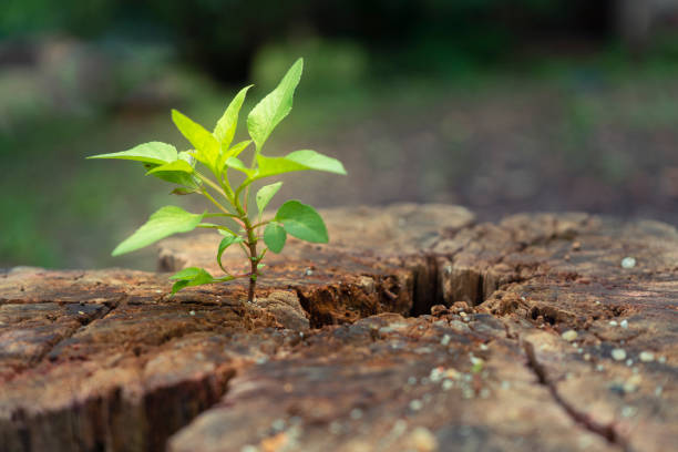 istock Plants grow on rotten stumps. 1181625477