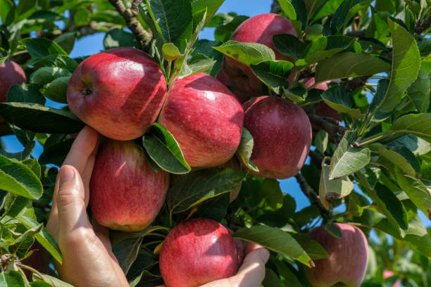 istock White female hands take fresh ripe Red Delicious apples from a tree. 1181626137