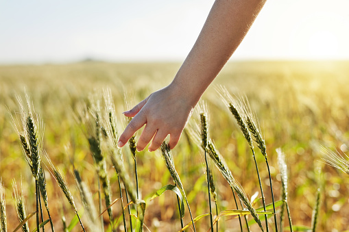 Cropped shot of an unrecognizable woman touching stalks of wheat while walking through a wheat field during the day